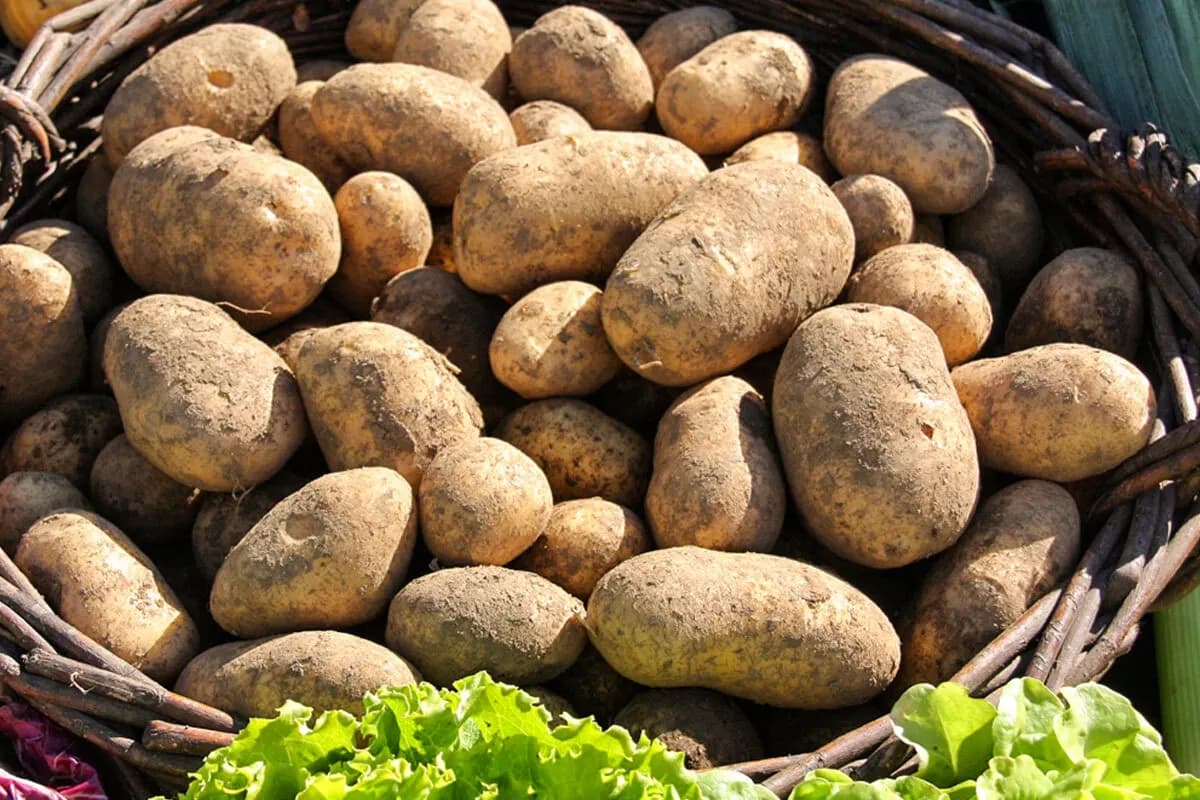 Patata della Sila IGP, una risorsa d'oro: vale 4,7 milioni ma in Calabria si trasforma troppo poco